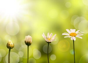 Abbildung von Vier Gänseblumen in verschiedenen Waachstumsstadien. Von geschlossener Blüte (gnaz links) bis hin zu voll aufgeblühter Blume (ganz rechts).